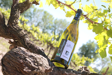 Domaine du Petit Chaumont et une cuvée de vin blanc bio produite à Aigues Mortes (® SAAM- Fabrice Chort)