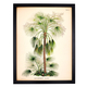 Affiche palmier Livistona humilis 