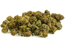 Fleur CBD Montpellier chez Seeds Experience en centre-ville. Ici Ice cream small buds (® site seeds experience)