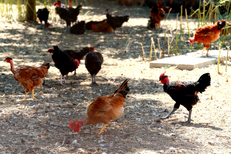 Poulet fermier Montpellier à la Maison Pourthié Candillargues qui vend des volailles, des poulets fermiers et des produits régionaux (® SAAM-fabrice Chort)