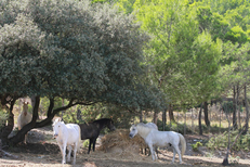Les chevaux du centre equestre Saint Baudile Equitation dans la commune de Fabregues au sud-Ouest de Montpellier