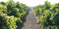 De belles vignes au Domaine du Petit Chaumont producteur de Vins de Sable Bio dans la commune d’Aigues Mortes (crédits photos : NetWorld – Fabrice Chort)